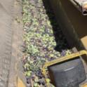 Erick Neilsen Enterprises trunk-shaking harvester in olive orchard: olives down the harvester chute
